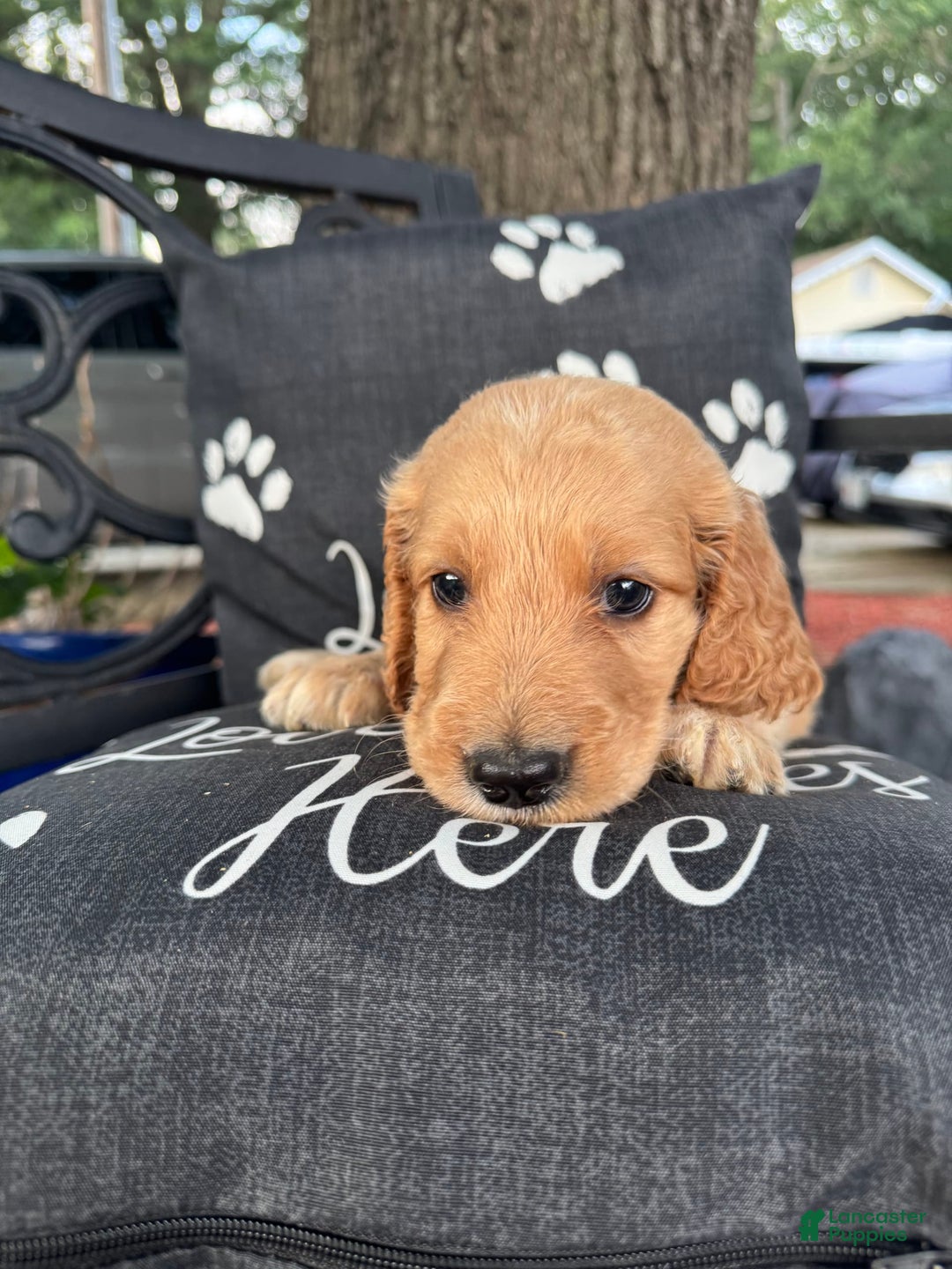 Irish Doodle dogs for sale: Gin - Image 1