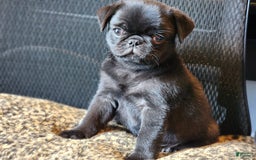 Pug dogs for sale: Pistol Pete - Image 1