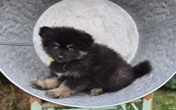 Pomsky dogs for sale: Tessa - Image 4