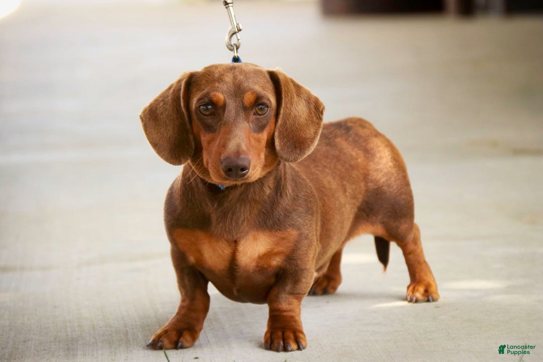 Miniature Dachshund dogs for sale: Forrest - Image 13