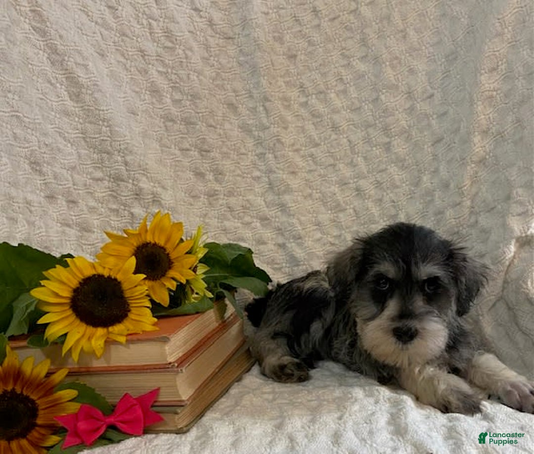 Miniature Schnauzer dogs for sale: Chelsy - Image 2