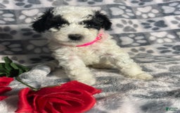 Toy Poodle dogs for sale: Chip - Image 4