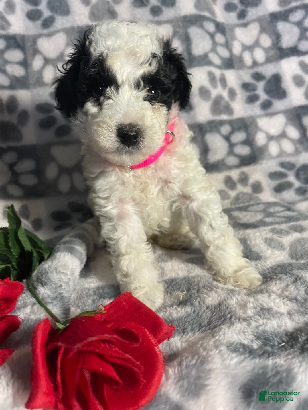 Toy Poodle dogs for sale: Chip - Image 4