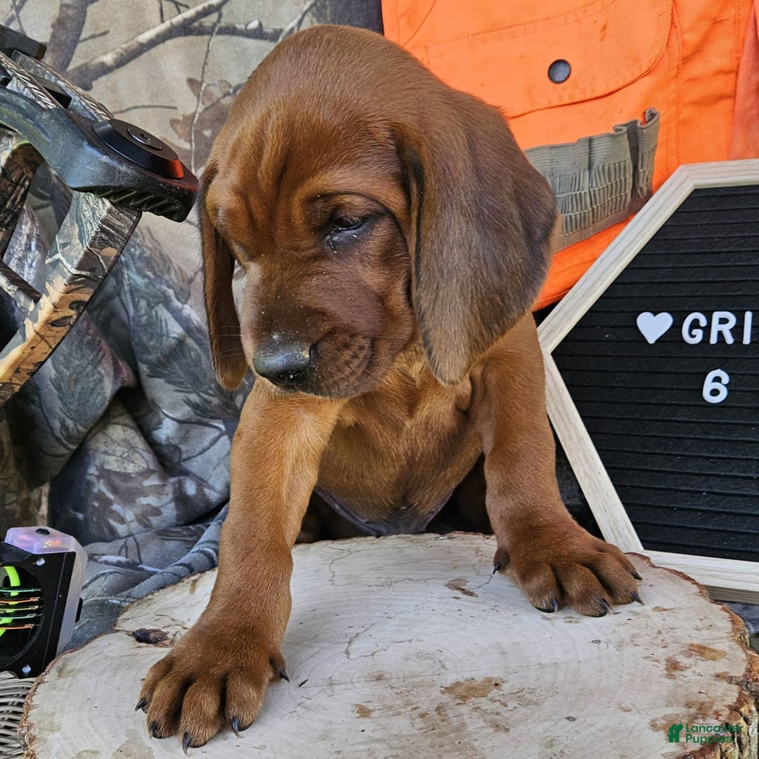 Redbone Coonhound dogs for sale: Grizzly - Image 1