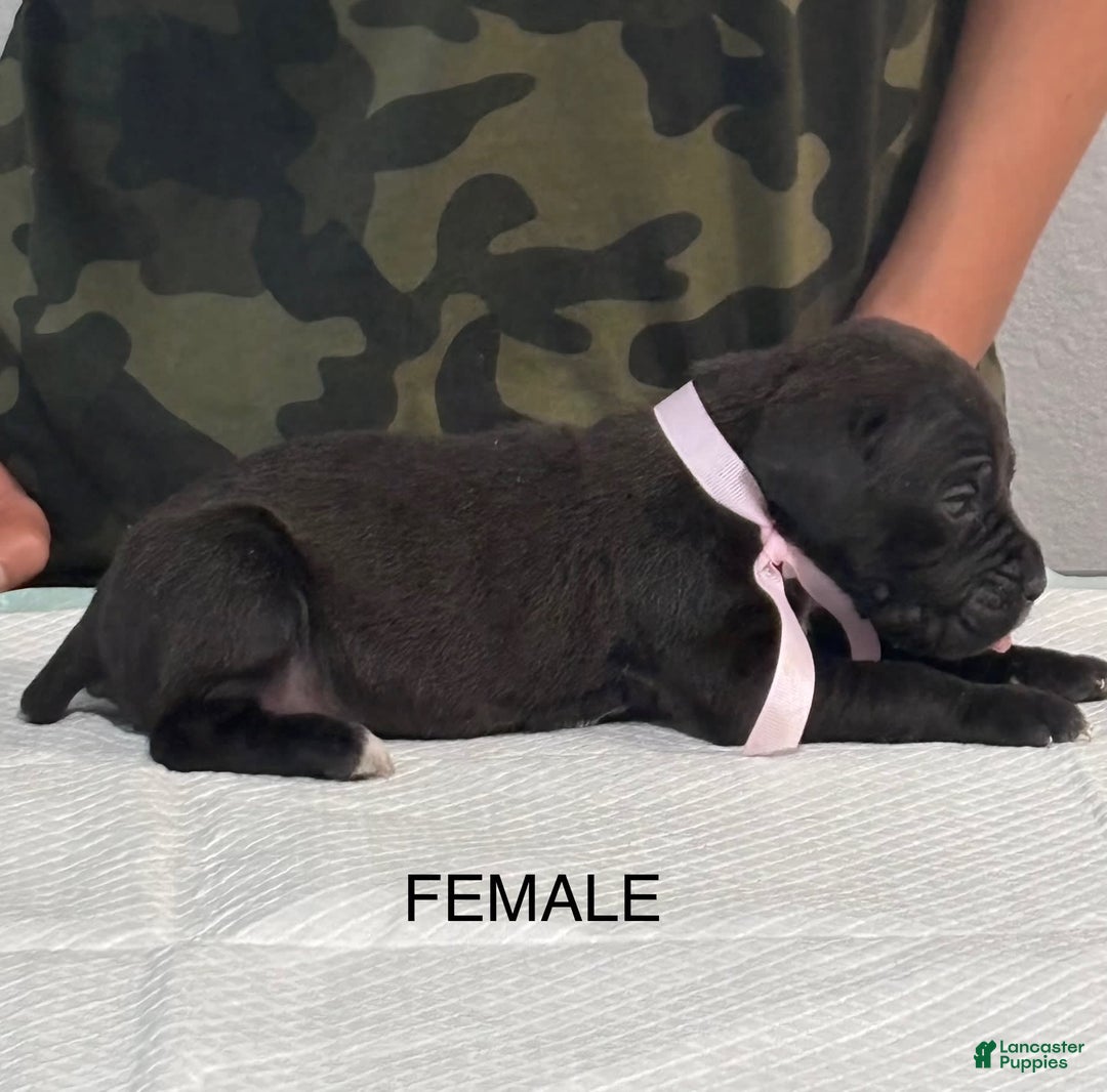 Cane Corso dogs for sale: Cane Corso - Image 6