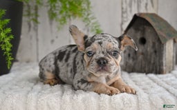 French Bulldog dogs for sale: French Bulldog 8 puppies - Image 3