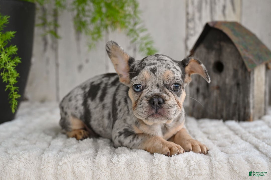 French Bulldog dogs for sale: French Bulldog 8 puppies - Image 3