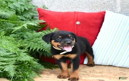 Rottweiler dogs for sale: Rover - Image 2