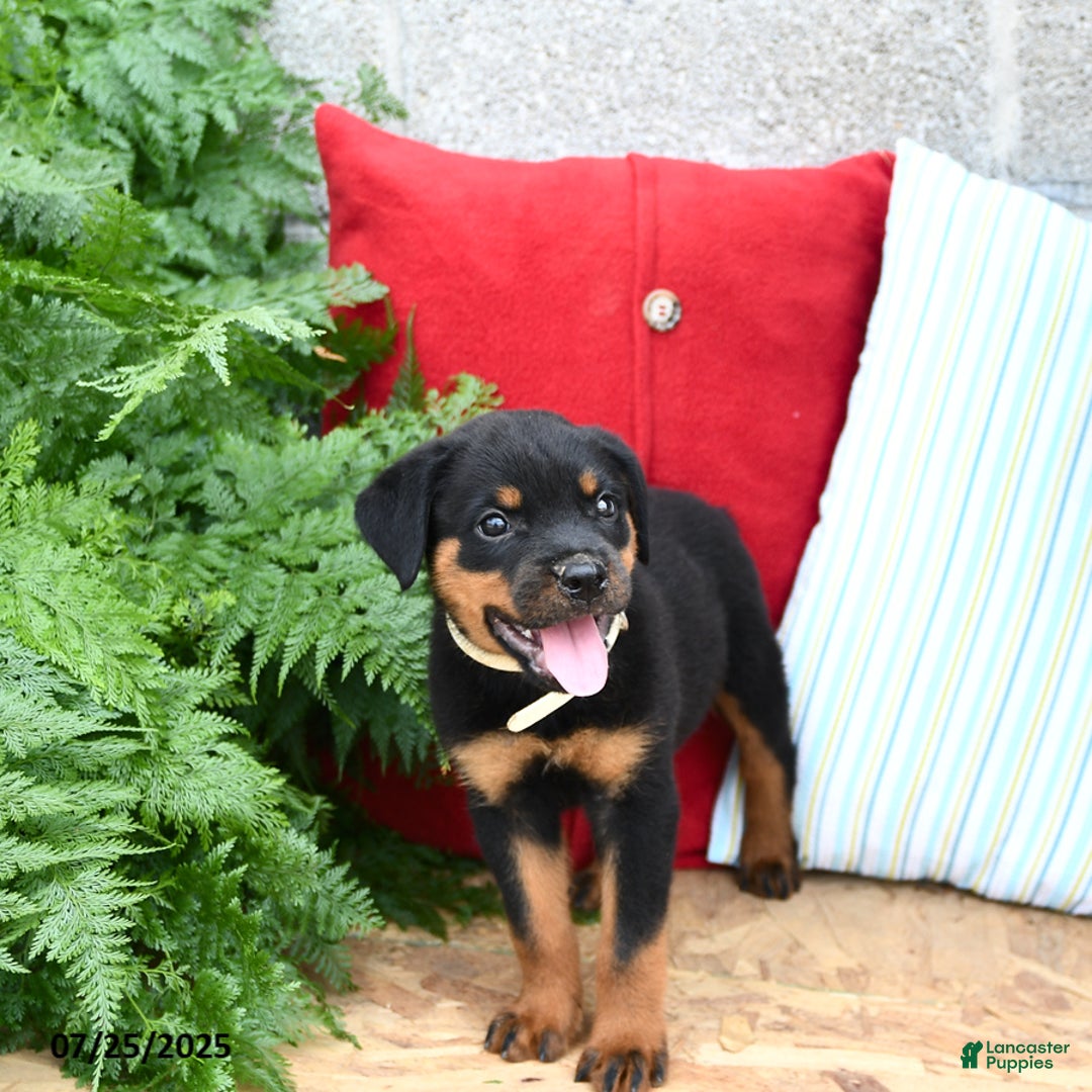 Rottweiler dogs for sale: Rover - Image 2