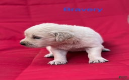 Golden Retriever dogs for sale: Golden Retriever 10 puppies - Image 2