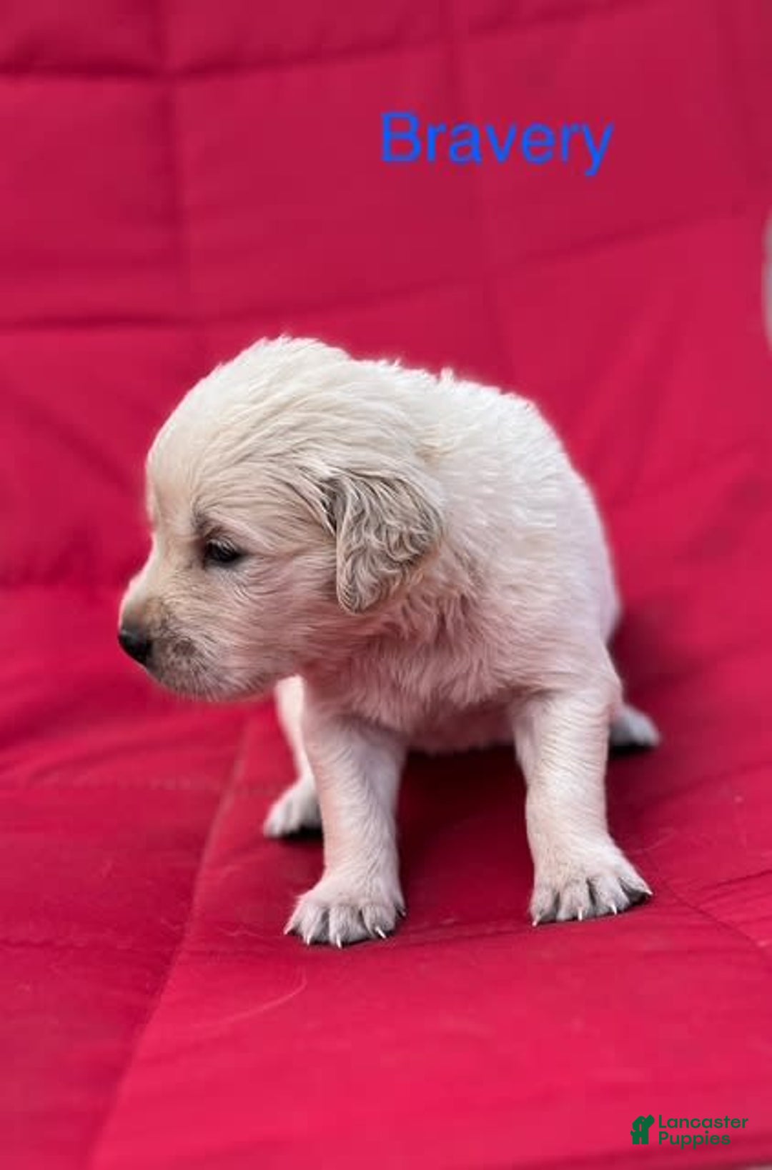 Golden Retriever dogs for sale: Golden Retriever 10 puppies - Image 2