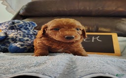 Mini Goldendoodle dogs for sale: Buck - Image 5