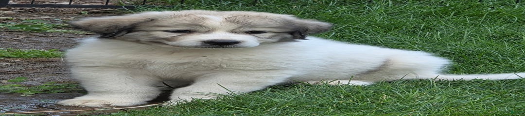 Koda