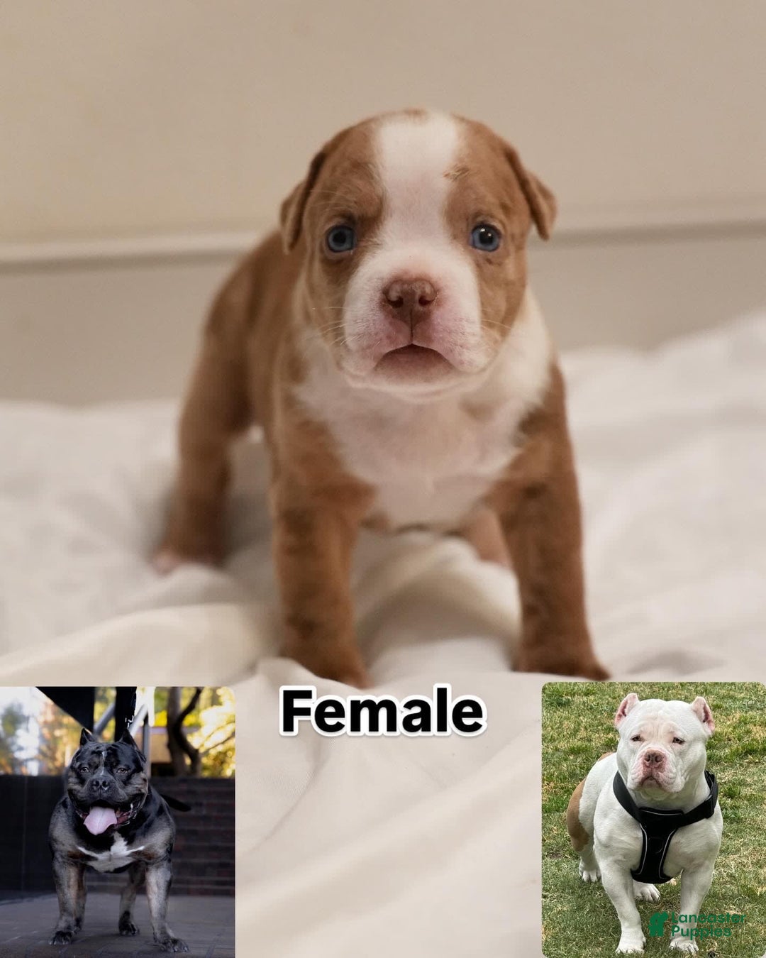 American Bully dogs for sale: Coco - Image 2