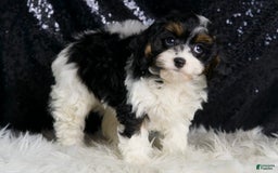 Cavapoo dogs for sale: Cookie - Image 4