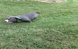 American Bully dogs for sale: Blossom - Image 6