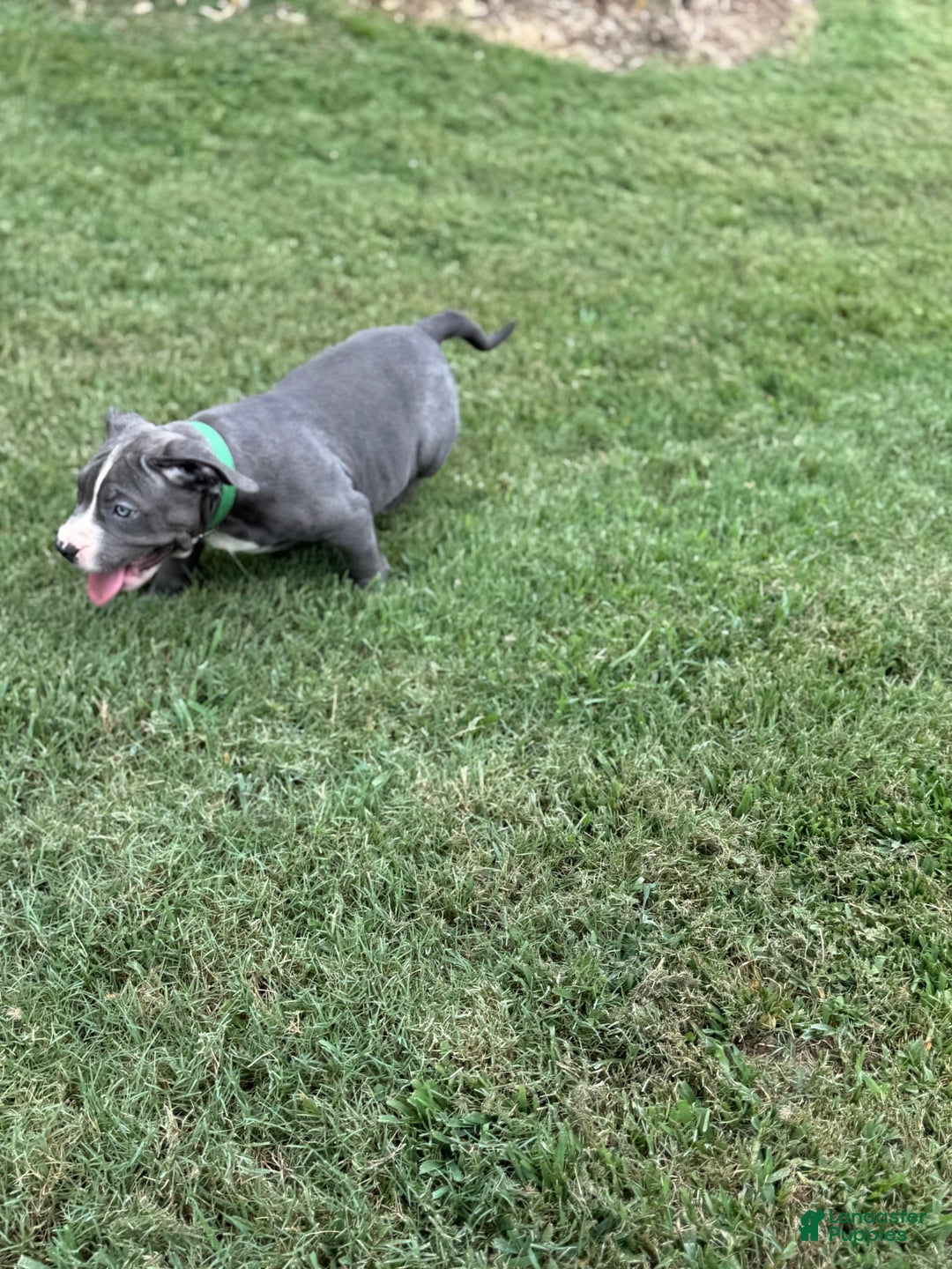 American Bully dogs for sale: Blossom - Image 6