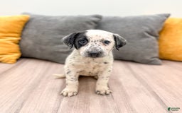 Dalmatian dogs for sale: Dotty - Image 1