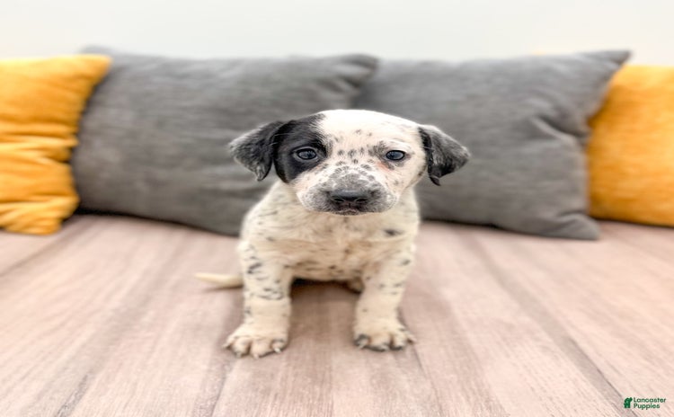 Dalmatian dogs for sale - Ad 4