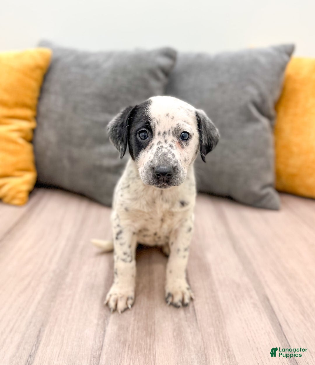 Dalmatian dogs for sale: Dotty - Image 1