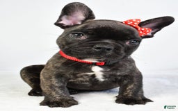French Bulldog dogs for sale: Archie - Image 8