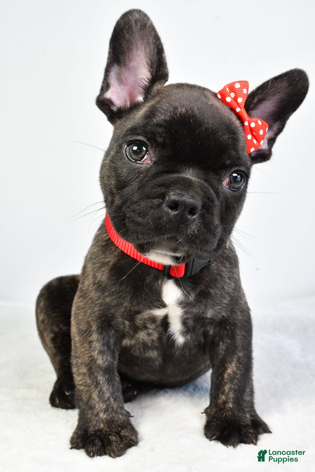 French Bulldog dogs for sale: Archie - Image 8
