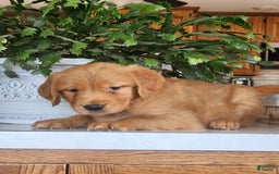 Golden Retriever dogs for sale: Dawn - Image 3