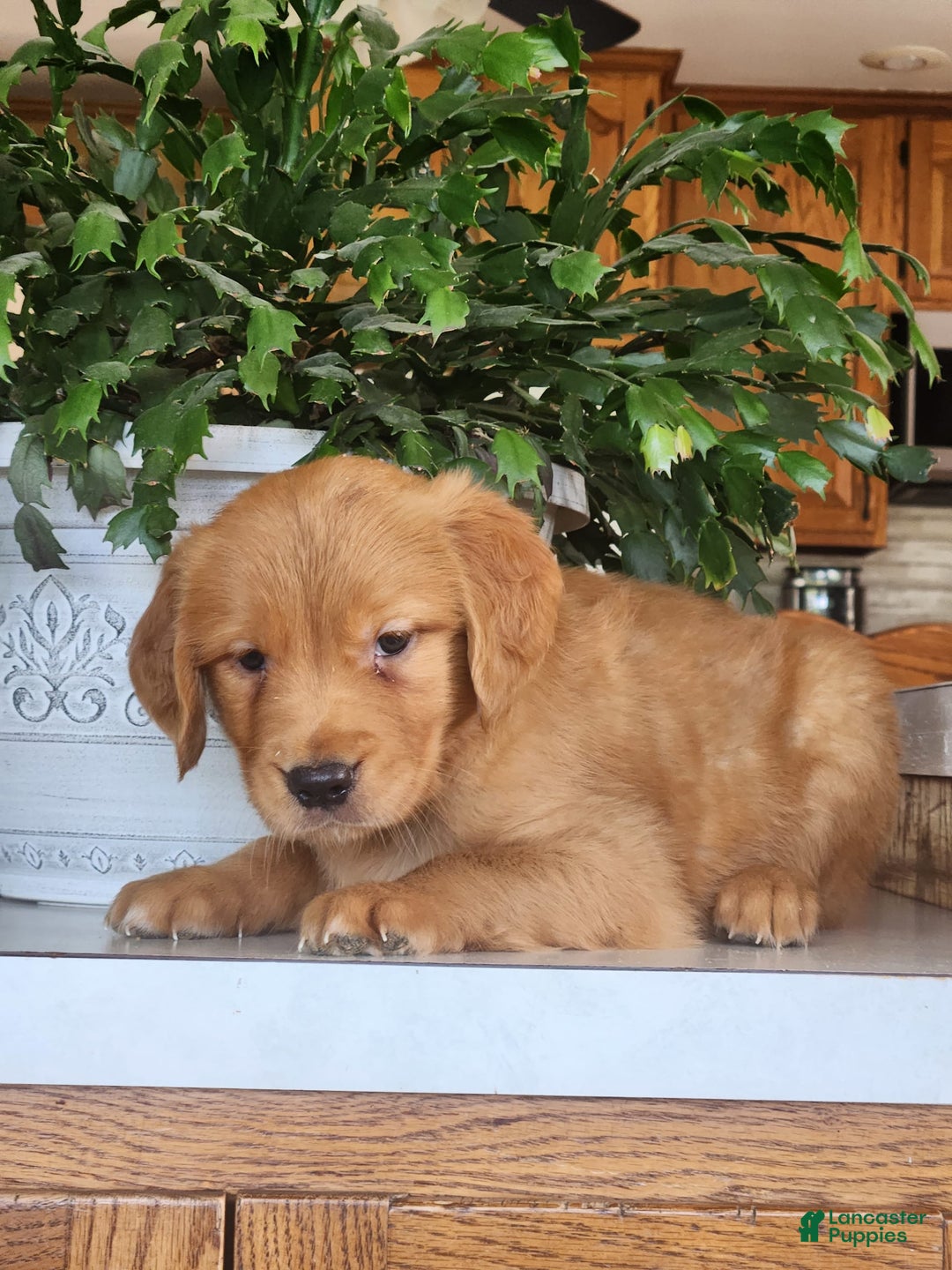 Golden Retriever dogs for sale: Dawn - Image 3