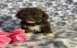 Toy Poodle dogs for sale: Gigi - Image 3