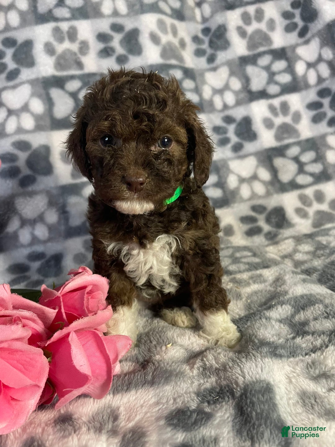 Toy Poodle dogs for sale: Gigi - Image 3