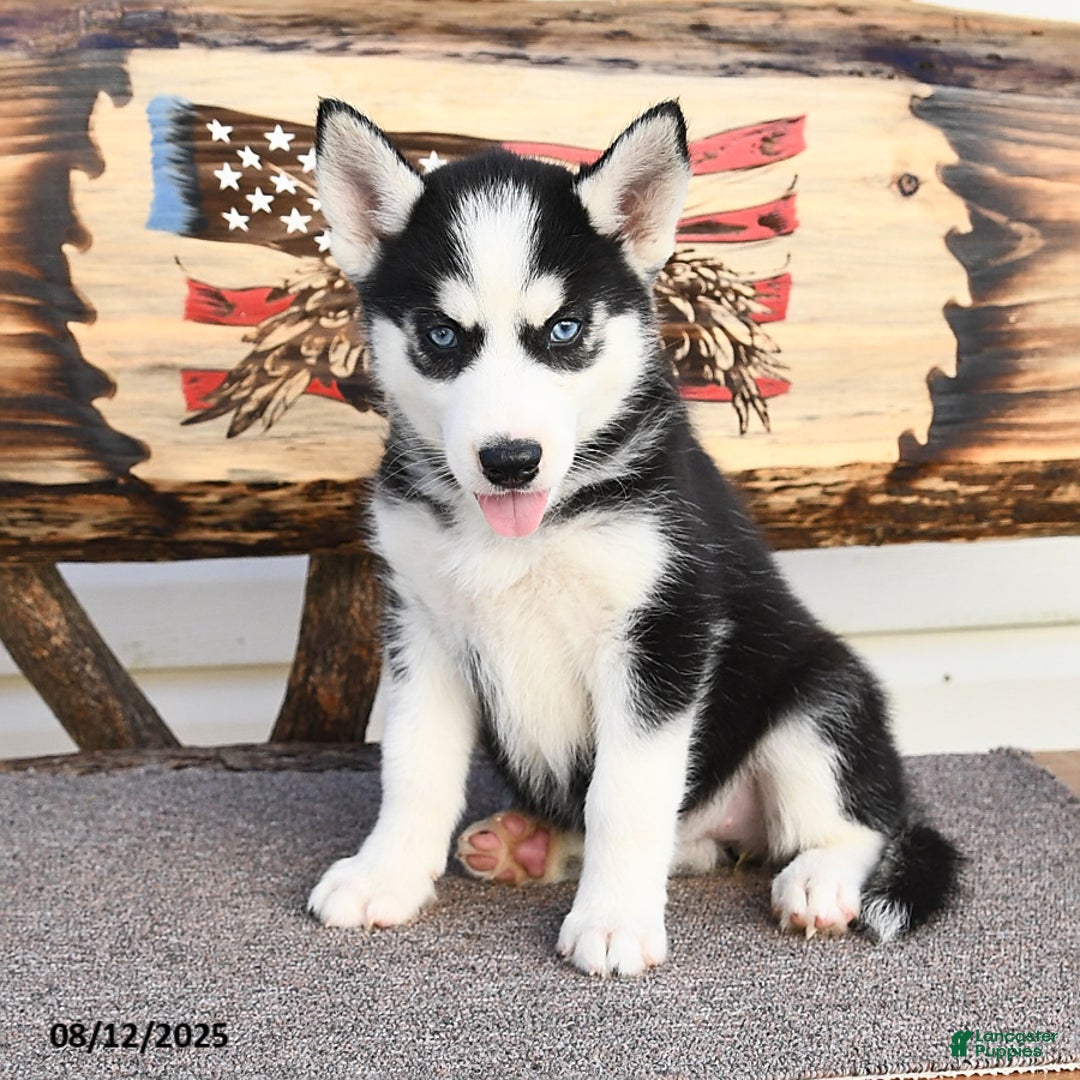Siberian Husky dogs for sale: Raylee - Image 3