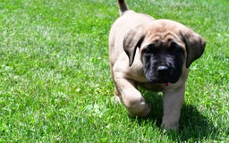 English Mastiff dogs for sale: Vada - Image 4