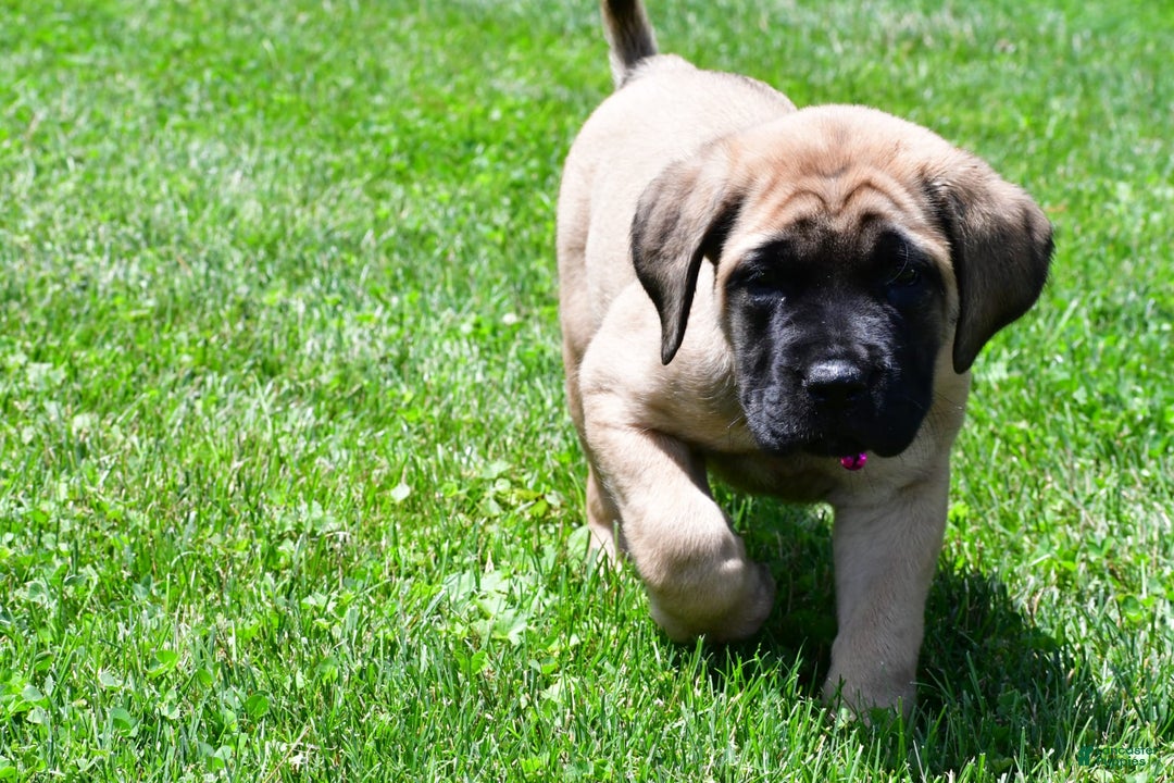 English Mastiff dogs for sale: Vada - Image 4