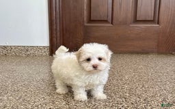Havanese dogs for sale: Connor - Image 1