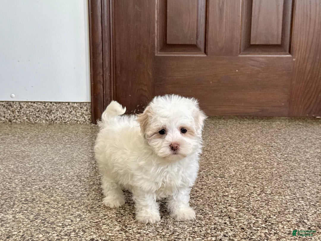 Havanese dogs for sale: Connor - Image 1