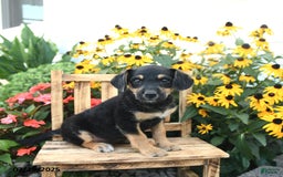 Rat Terrier dogs for sale: Foxy - Image 2