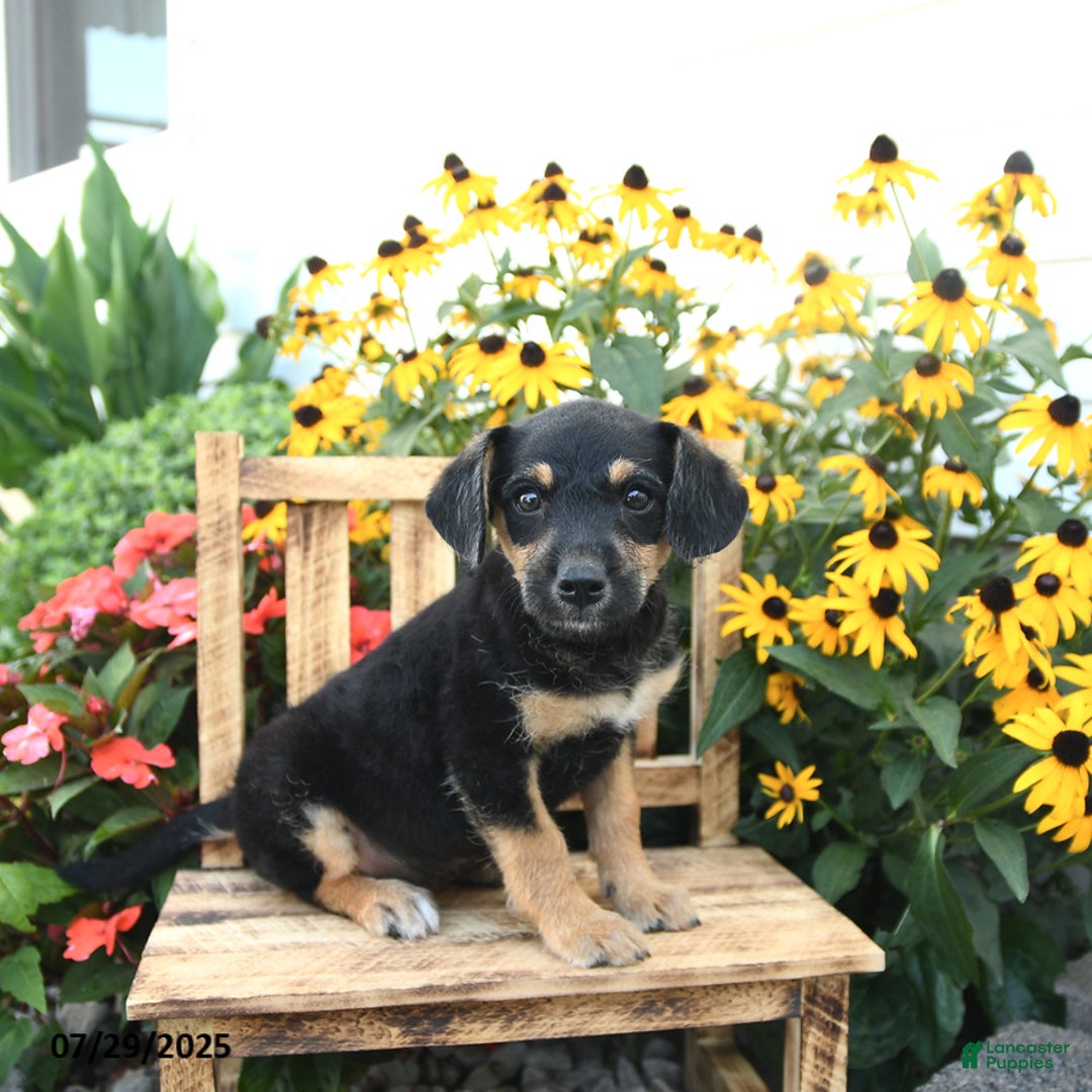 Rat Terrier dogs for sale: Foxy - Image 2