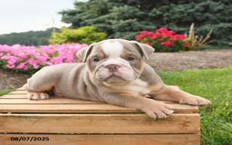 English Bulldog dogs for sale: English Bulldog 4 puppies - Image 18