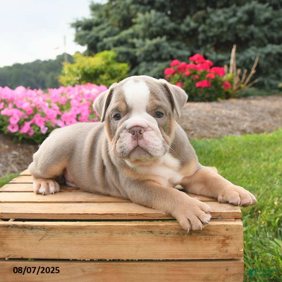 English Bulldog dogs for sale: English Bulldog 4 puppies - Image 18