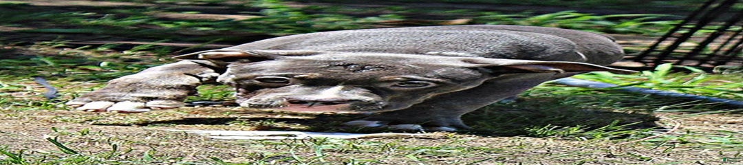 Female 1