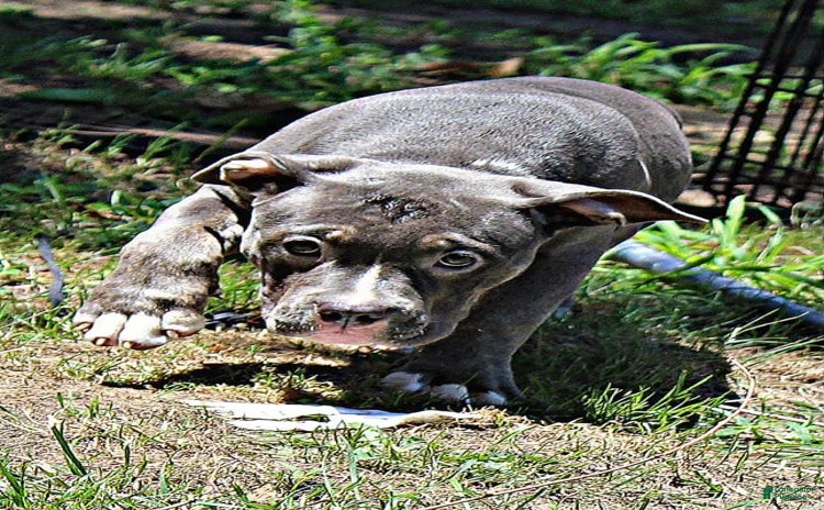 American Bully dogs for sale - Ad 2