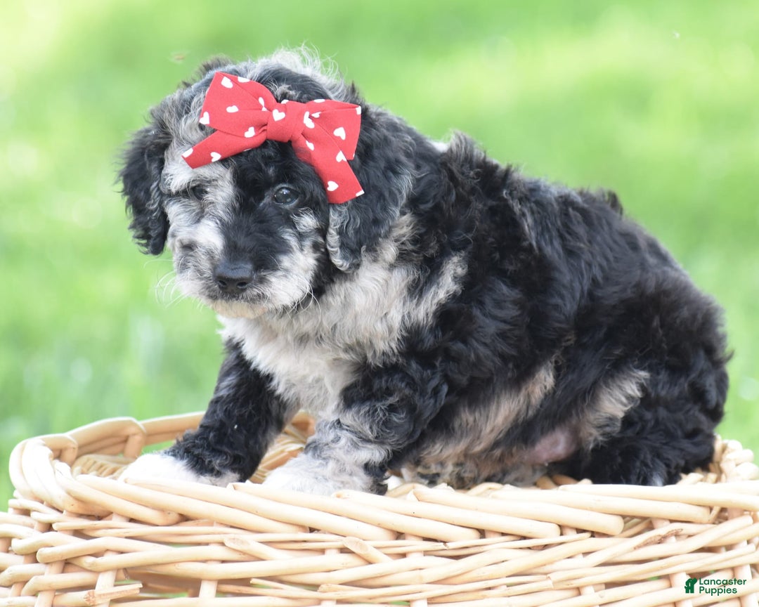 Mini Goldendoodle dogs for sale: Devonte - Image 2