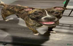 Mountain Cur dogs for sale: N/a - Image 3