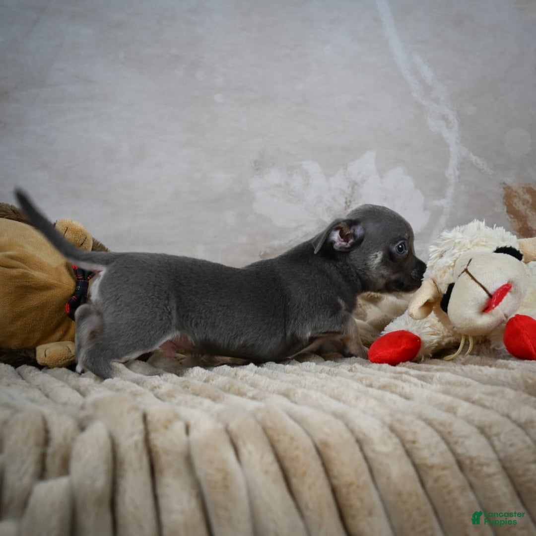 Chihuahua dogs for sale: Saul - Image 10