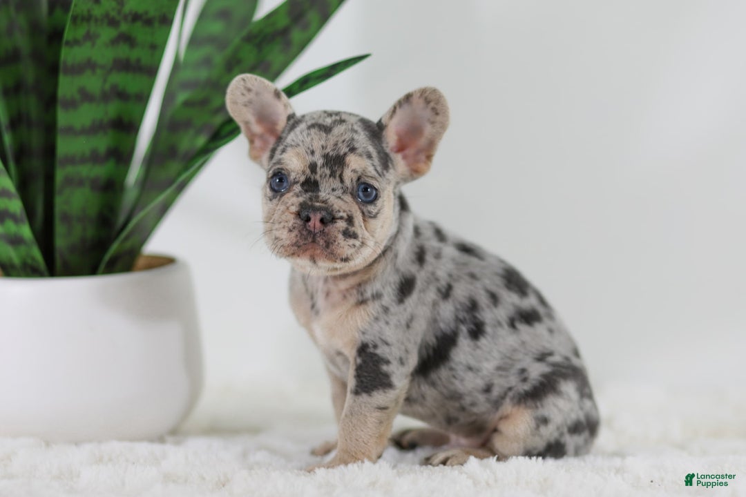 French Bulldog dogs for sale: Garth - Image 2