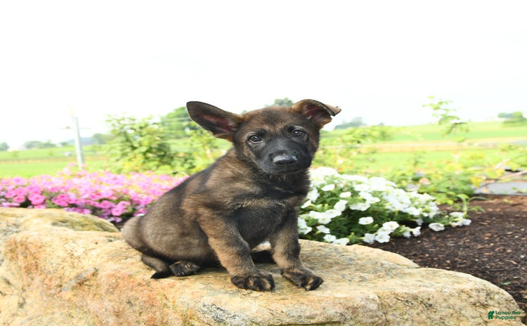 German Shepherd dogs - Advert 19