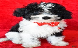 Shihpoo dogs for sale: Tommy - Image 6