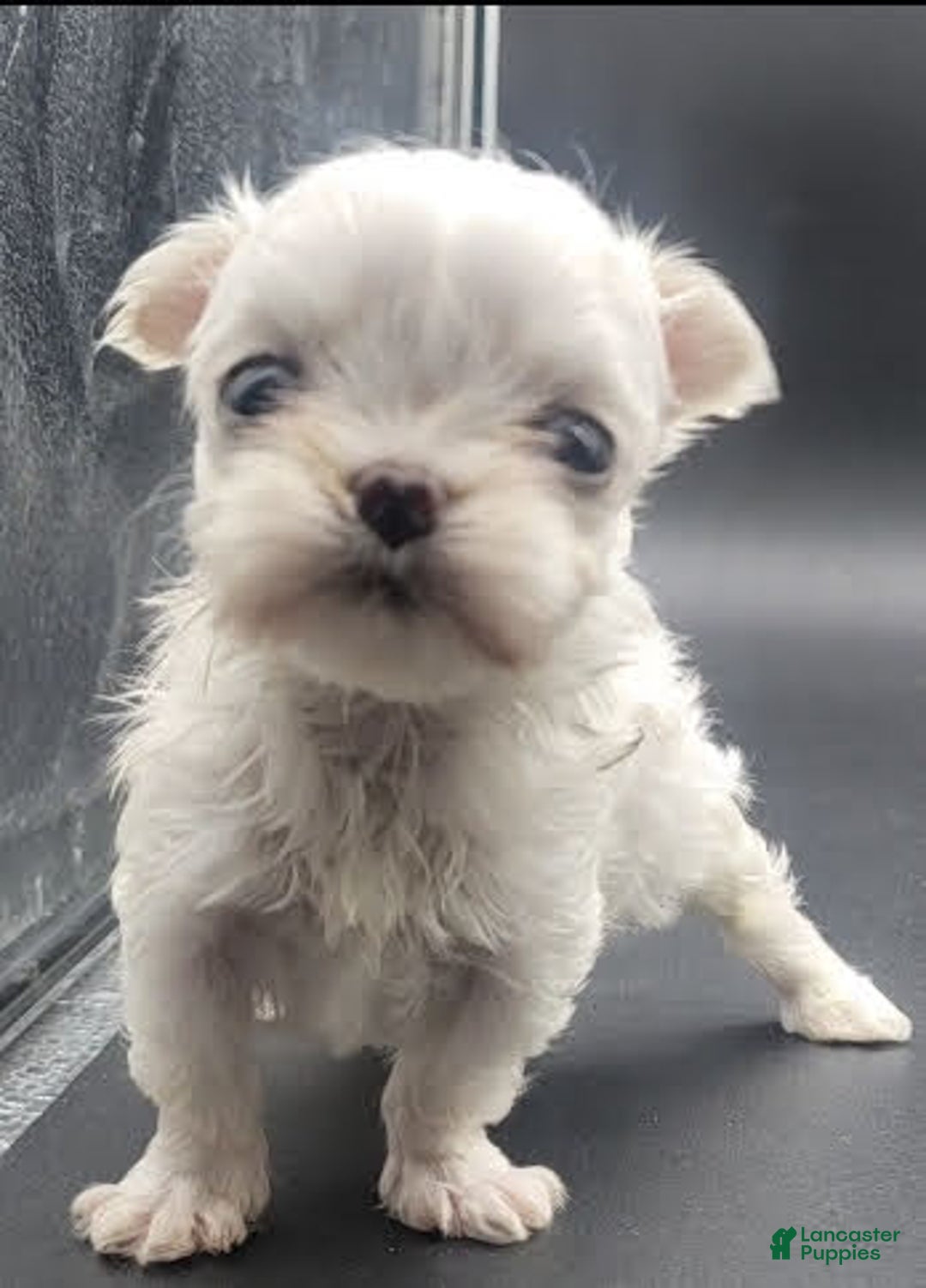 Maltese dogs for sale: Casper - Image 1