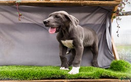 Great Dane dogs for sale: Molly - Image 7