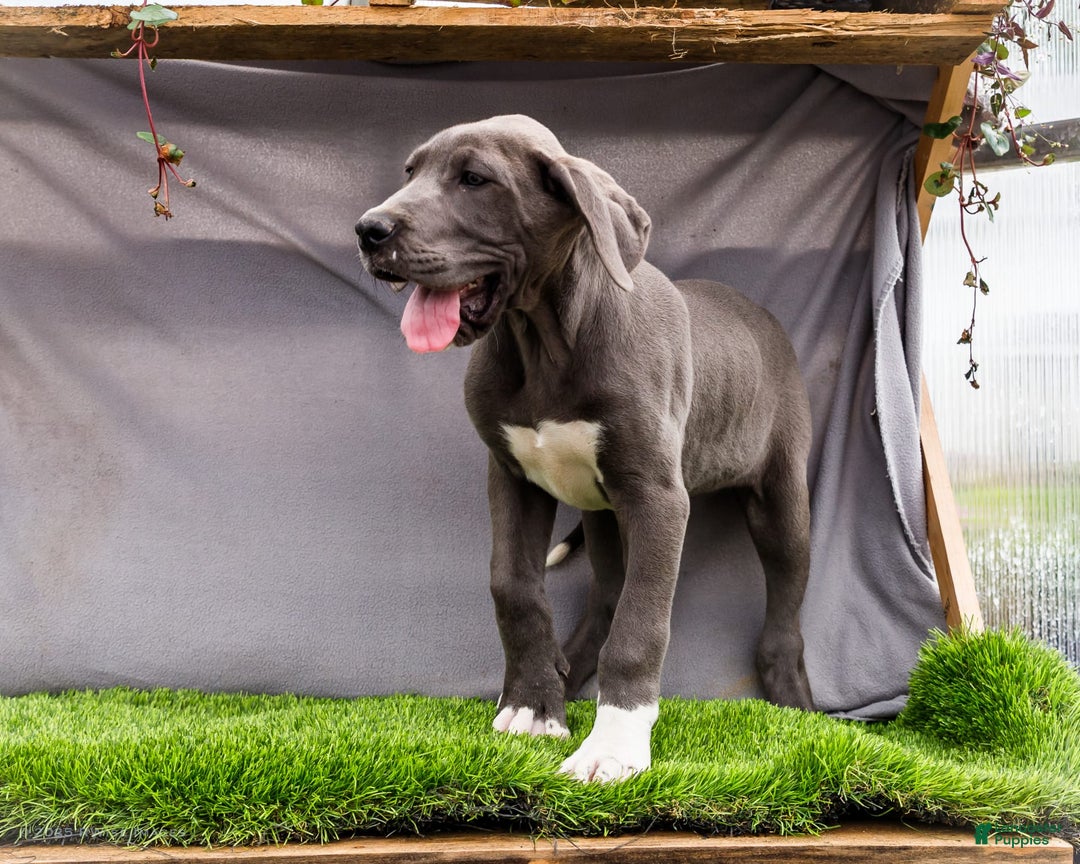 Great Dane dogs for sale: Molly - Image 7